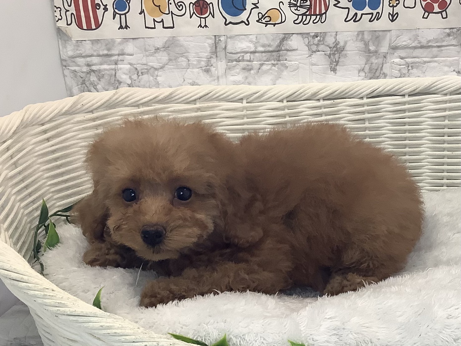 奈良県のトイプードル(トイ) (マルエスペット ヒルステップ生駒店/2025年9月30日生まれ/女の子/オレンジフォーン)の子犬の3枚目の画像