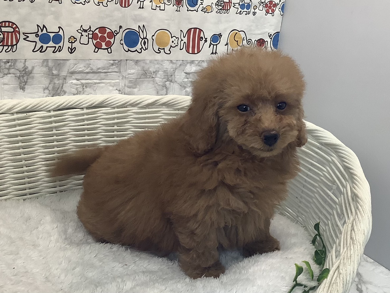 奈良県のトイプードル(トイ) (マルエスペット ヒルステップ生駒店/2025年9月30日生まれ/女の子/オレンジフォーン)の子犬の2枚目の画像