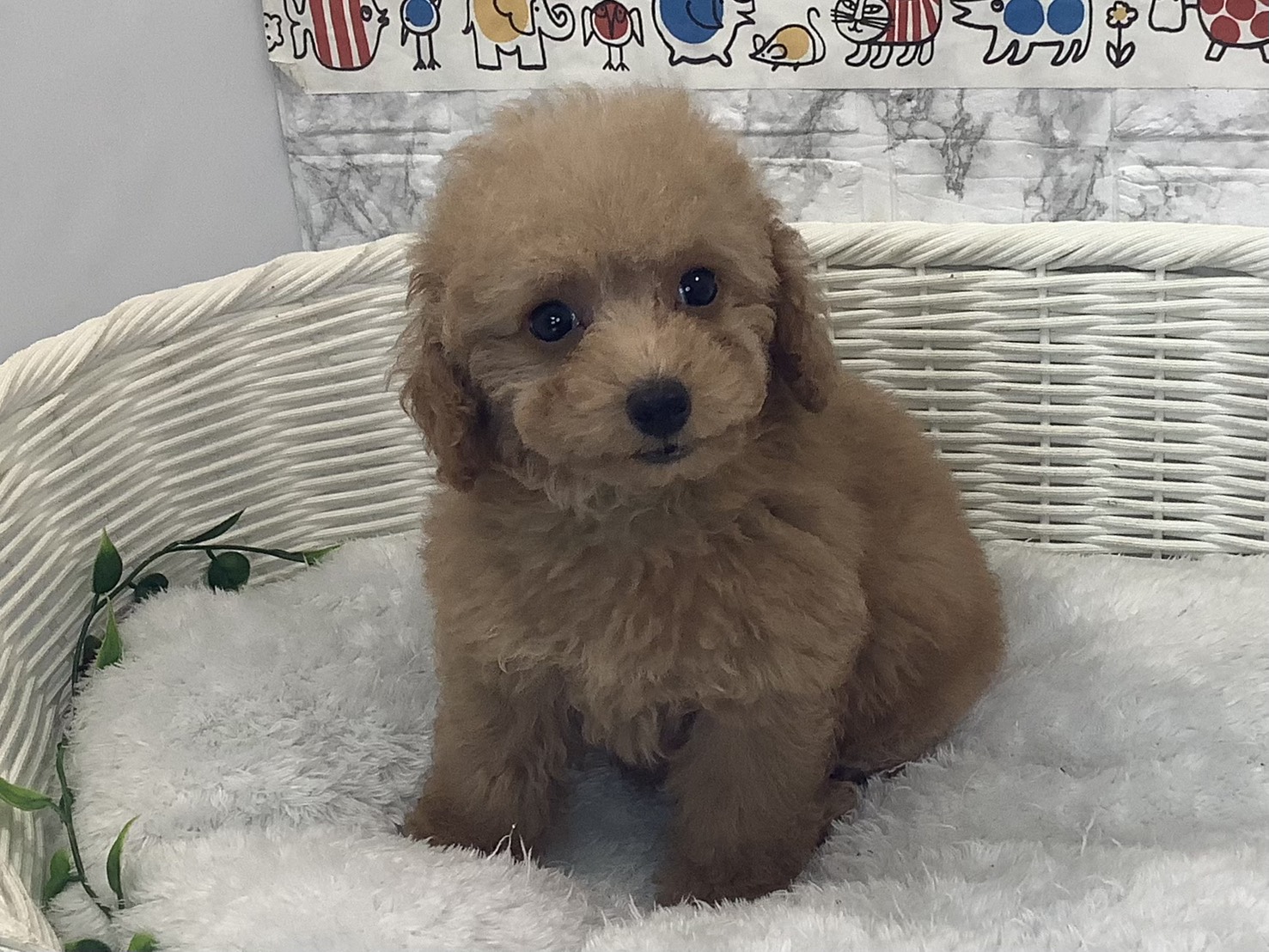 奈良県のトイプードル(トイ) (マルエスペット ヒルステップ生駒店/2025年9月30日生まれ/女の子/オレンジフォーン)の子犬の3枚目の画像