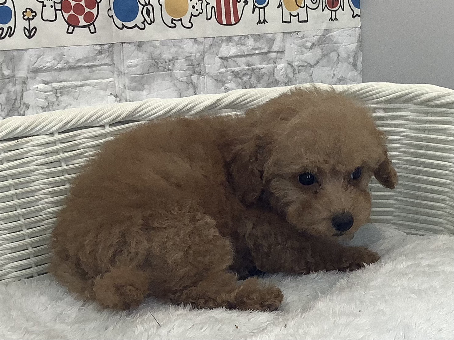 奈良県のトイプードル(トイ) (マルエスペット ヒルステップ生駒店/2025年9月30日生まれ/女の子/オレンジフォーン)の子犬の2枚目の画像