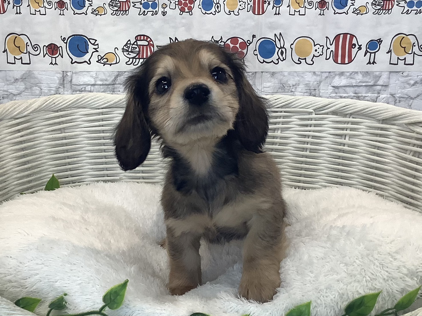 奈良県のミニチュアダックスフンド(ロング) (マルエスペット 富雄店/2025年10月9日生まれ/男の子/シェーデットイエロー)の子犬の1枚目の画像