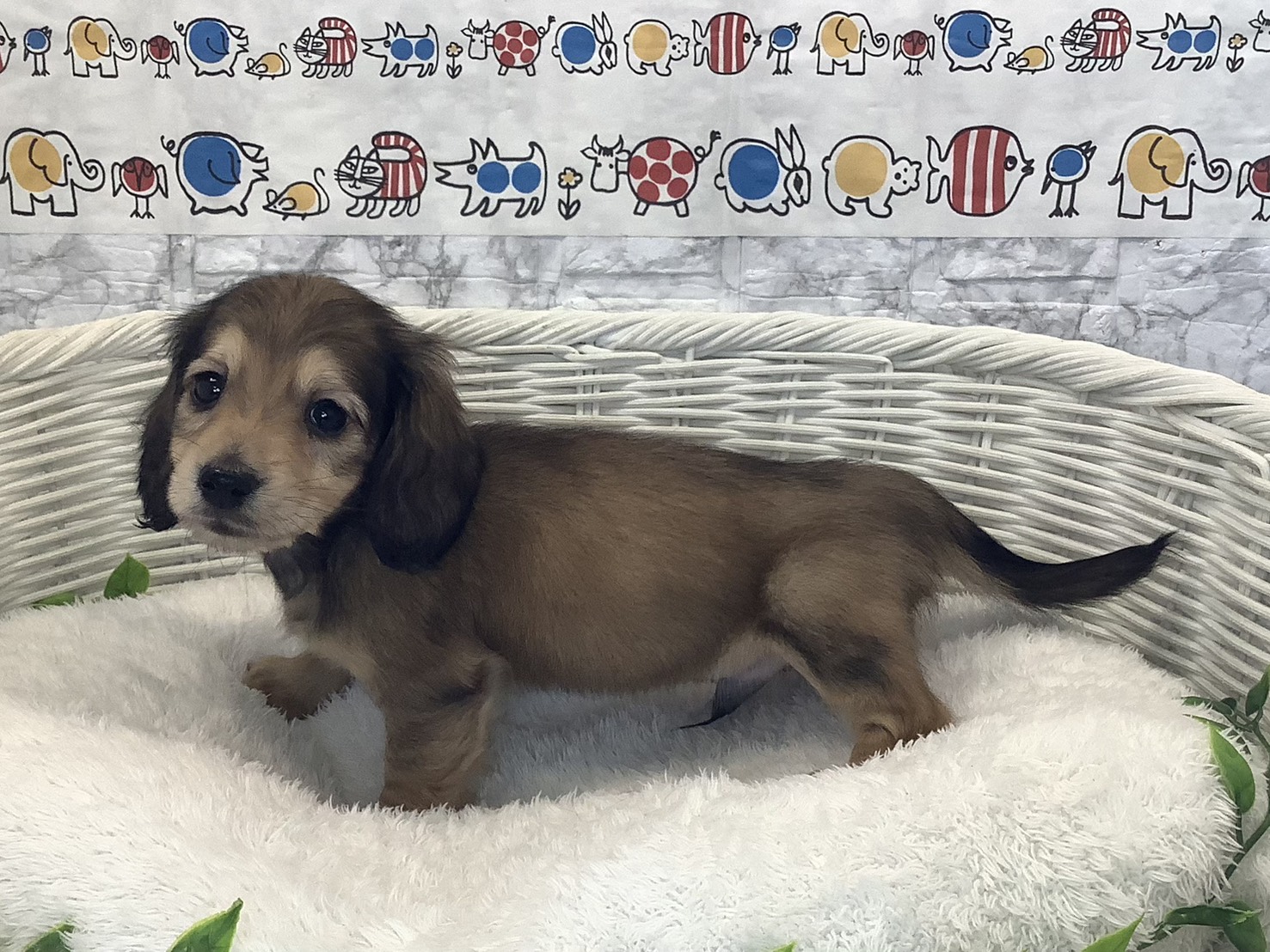 奈良県のミニチュアダックスフンド(ロング) (マルエスペット 富雄店/2025年10月9日生まれ/男の子/シェーデットイエロー)の子犬の3枚目の画像