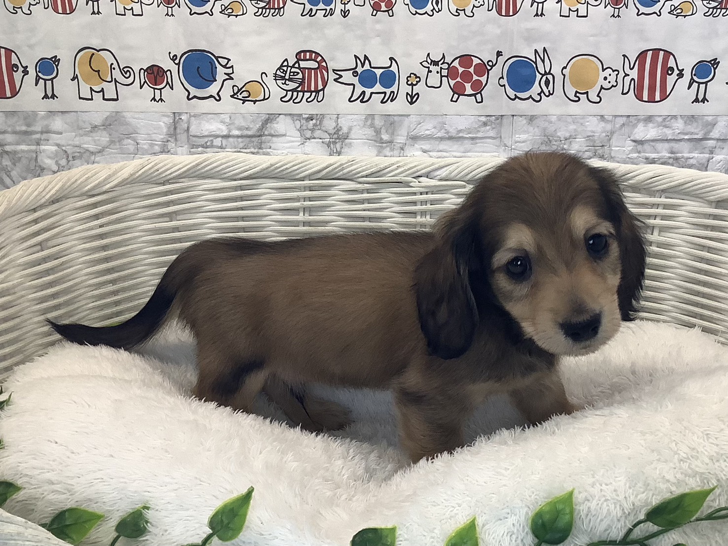 奈良県のミニチュアダックスフンド(ロング) (マルエスペット 富雄店/2025年10月9日生まれ/男の子/シェーデットイエロー)の子犬の2枚目の画像