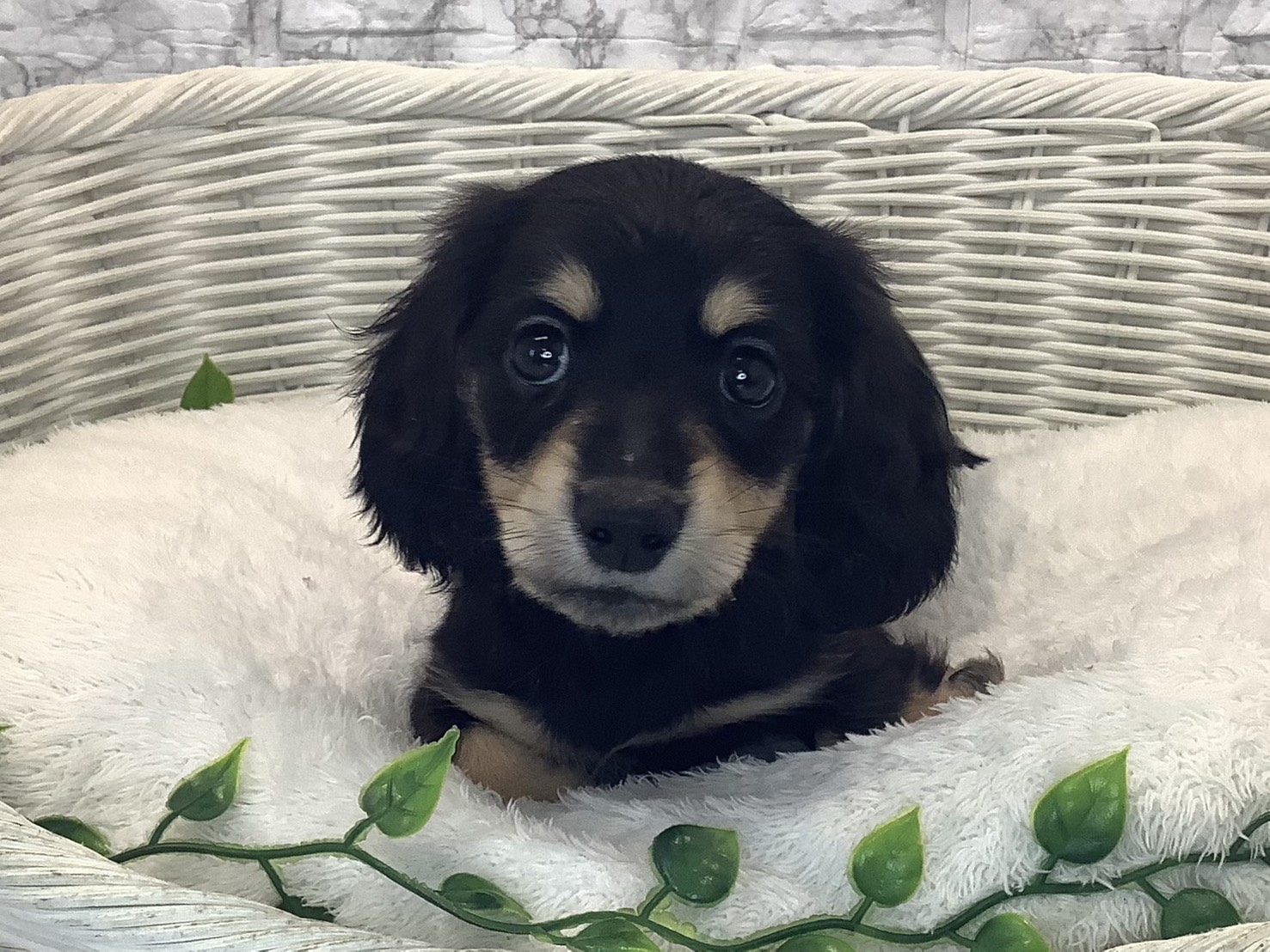 静岡県のミニチュアダックスフンド(ロング) (マルエスペット清水駒越店/2025年10月9日生まれ/男の子/ブラックイエロー)の子犬の1枚目の画像