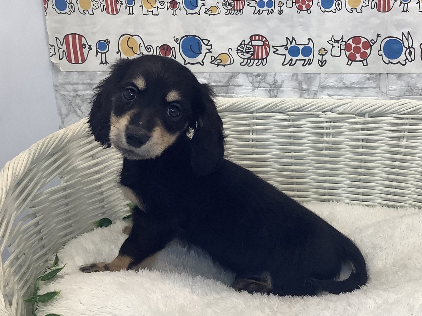 静岡県のミニチュアダックスフンド(ロング) (マルエスペット清水駒越店/2025年10月9日生まれ/男の子/ブラックイエロー)の子犬の3枚目の画像