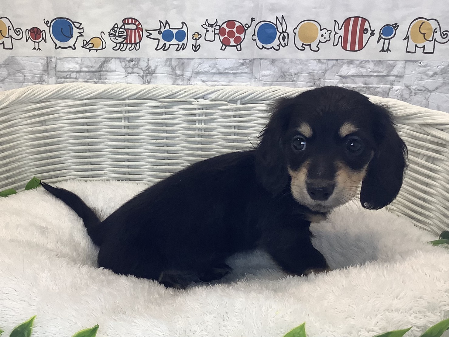 静岡県のミニチュアダックスフンド(ロング) (マルエスペット清水駒越店/2025年10月9日生まれ/男の子/ブラックイエロー)の子犬の2枚目の画像