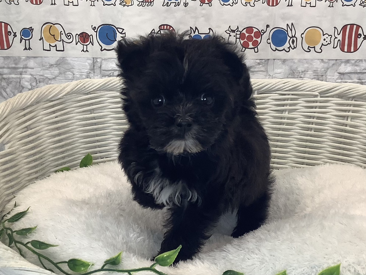 奈良県のマルキー/マルヨーキー(マルチーズ×ヨークシャーテリア) (マルエスペット ヒルステップ生駒店/2025年10月8日生まれ/男の子/ブラックホワイト)の子犬の1枚目の画像