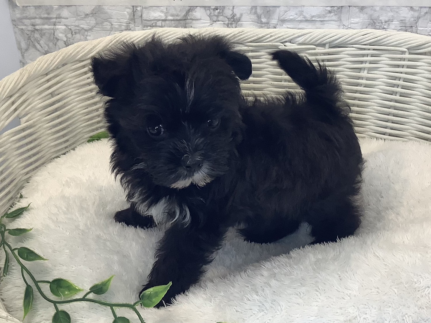 奈良県のマルキー/マルヨーキー(マルチーズ×ヨークシャーテリア) (マルエスペット ヒルステップ生駒店/2025年10月8日生まれ/男の子/ブラックホワイト)の子犬の3枚目の画像