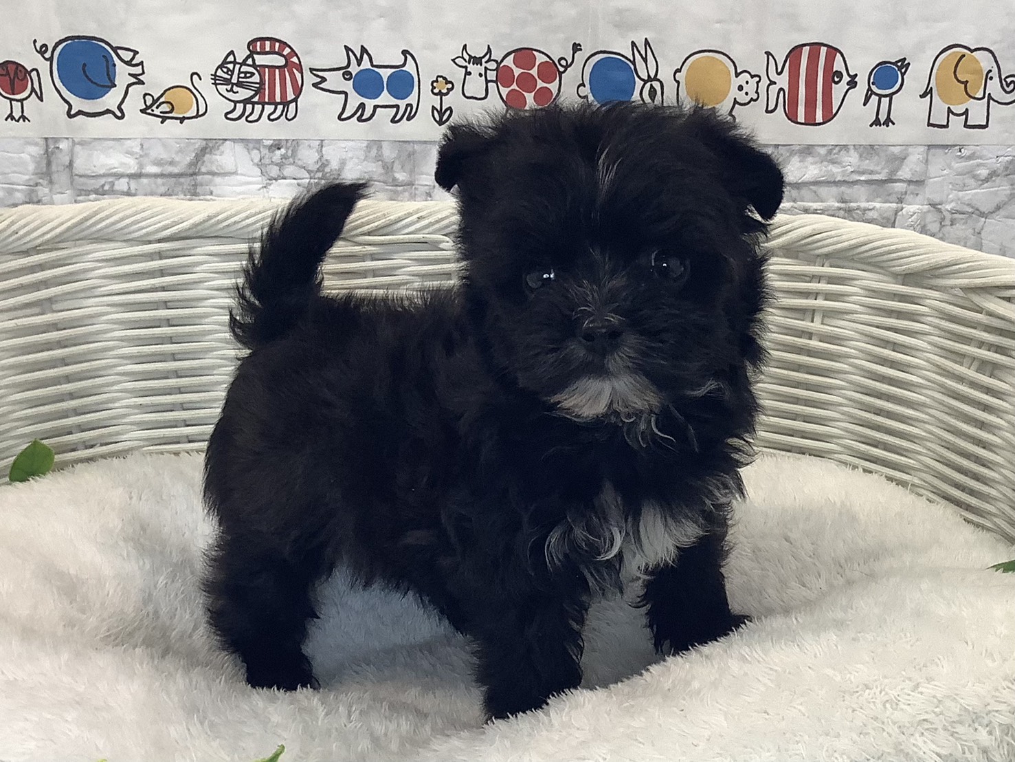 奈良県のマルキー/マルヨーキー(マルチーズ×ヨークシャーテリア) (マルエスペット ヒルステップ生駒店/2025年10月8日生まれ/男の子/ブラックホワイト)の子犬の2枚目の画像