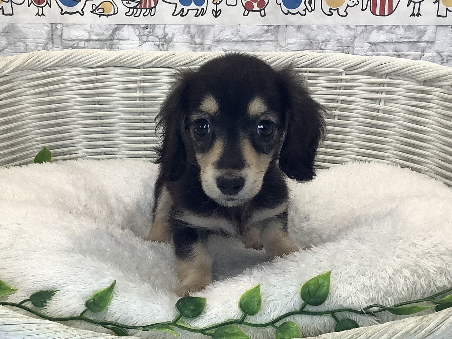 奈良県のミニチュアダックスフンド(ロング) (マルエスペット いかるが店/2025年10月6日生まれ/男の子/ブラックイエロー)の子犬の4枚目の画像