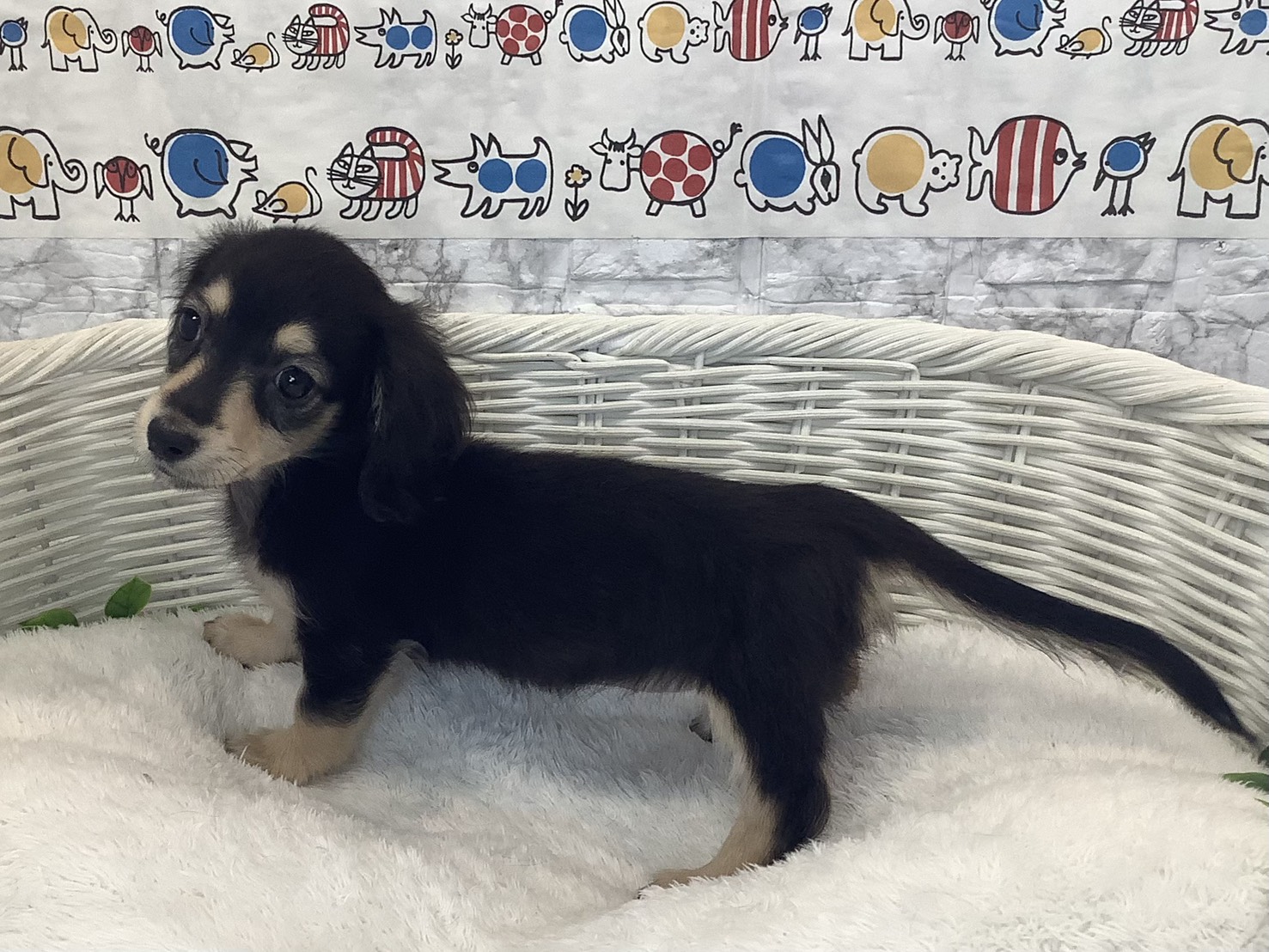 奈良県のミニチュアダックスフンド(ロング) (マルエスペット 押熊店/2025年10月13日生まれ/女の子/ブラックイエロー)の子犬の3枚目の画像