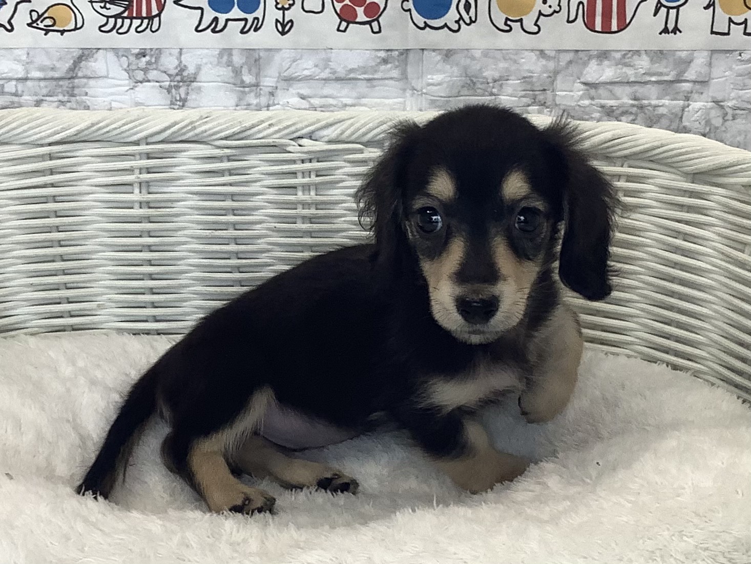 奈良県のミニチュアダックスフンド(ロング) (マルエスペット 押熊店/2025年10月13日生まれ/女の子/ブラックイエロー)の子犬の2枚目の画像