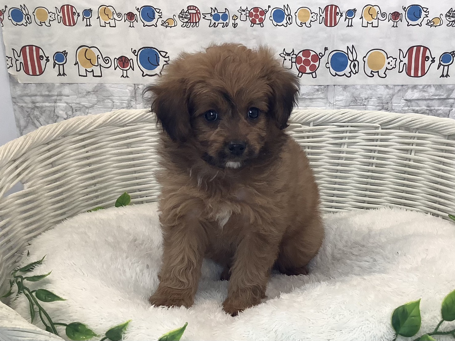 奈良県のハーフ (マルエスペット はんな店/2025年10月13日生まれ/女の子/レッド)の子犬の1枚目の画像