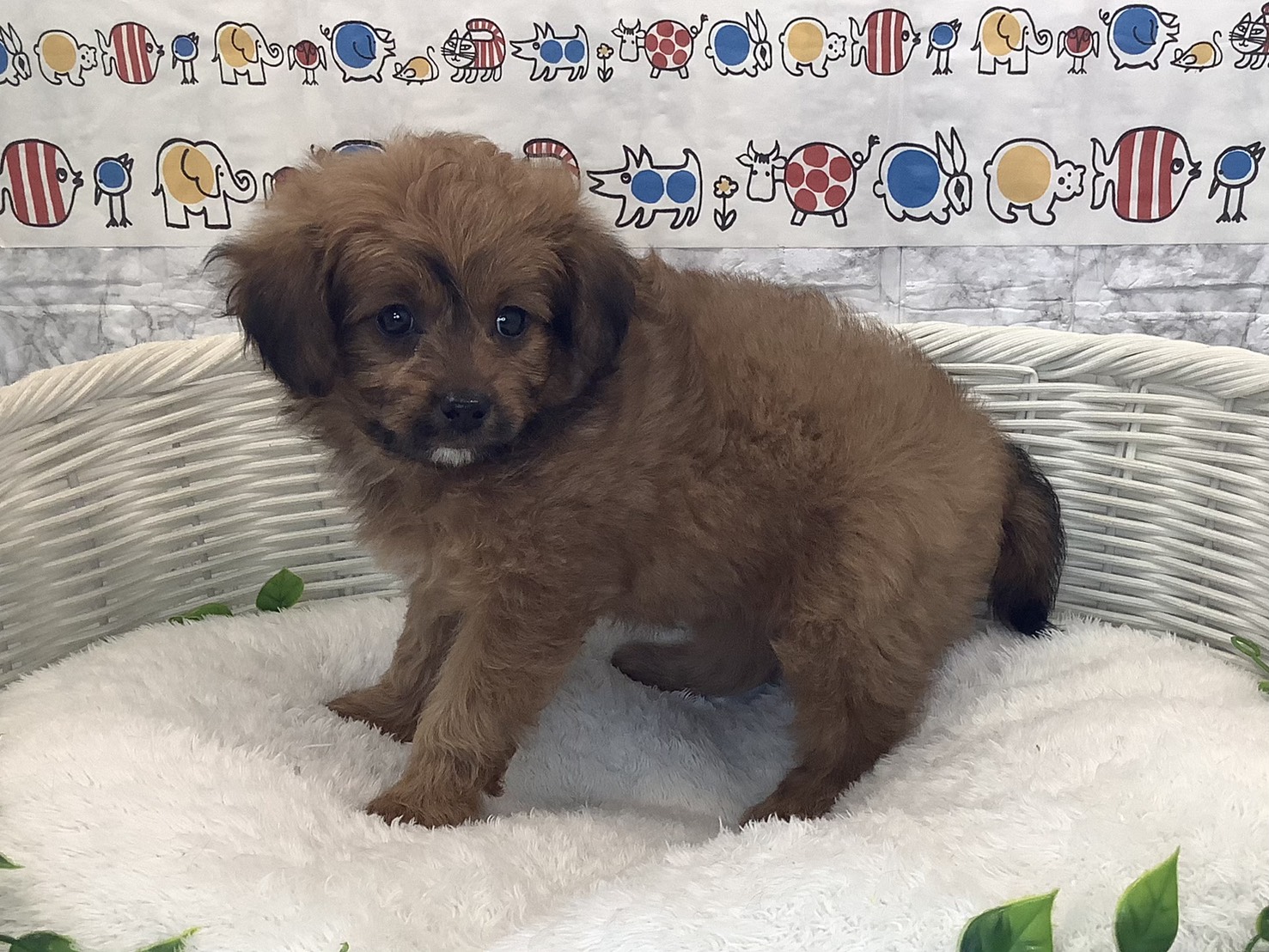 奈良県のハーフ (マルエスペット はんな店/2025年10月13日生まれ/女の子/レッド)の子犬の3枚目の画像