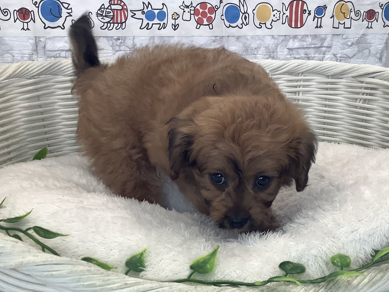 奈良県のハーフ (マルエスペット はんな店/2025年10月13日生まれ/女の子/レッド)の子犬の2枚目の画像