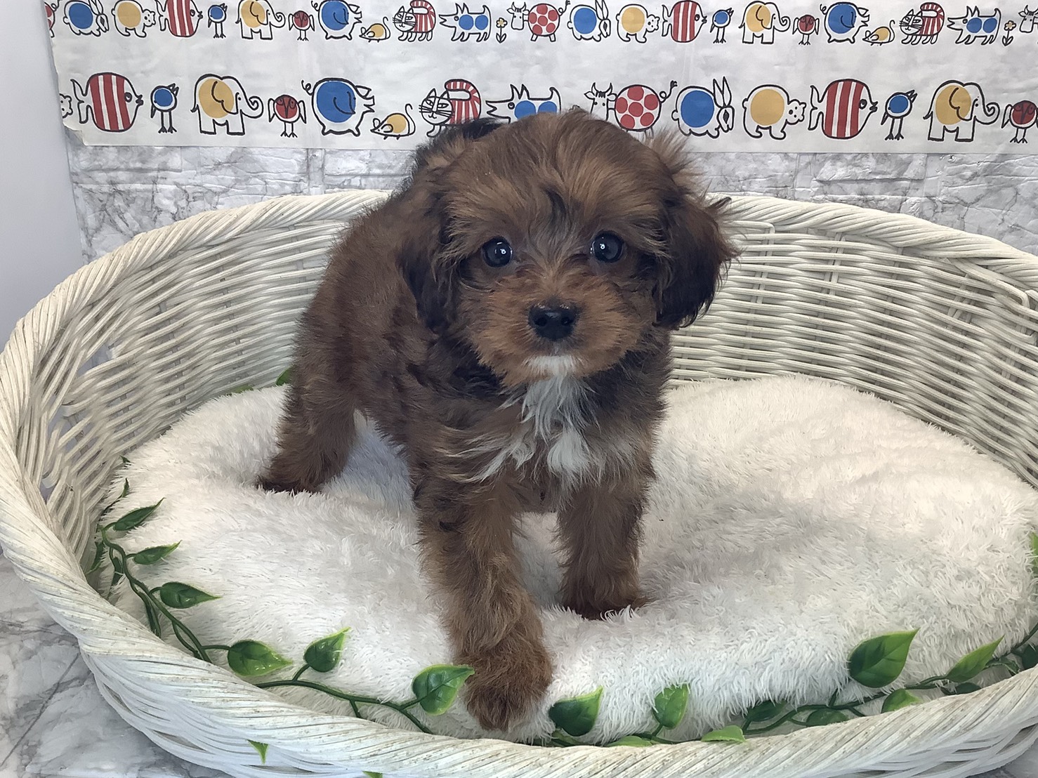 広島県のハーフ (マルエスペット広島段原ショッピングセンター店/2025年10月13日生まれ/女の子/レッド)の子犬の1枚目の画像