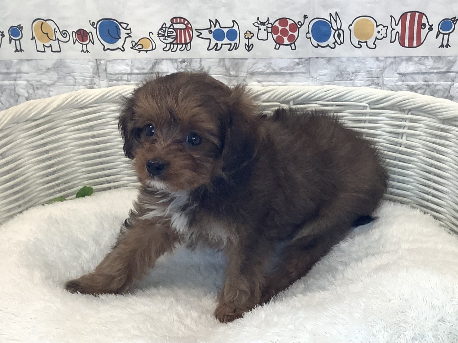 広島県のハーフ (マルエスペット広島段原ショッピングセンター店/2025年10月13日生まれ/女の子/レッド)の子犬の3枚目の画像