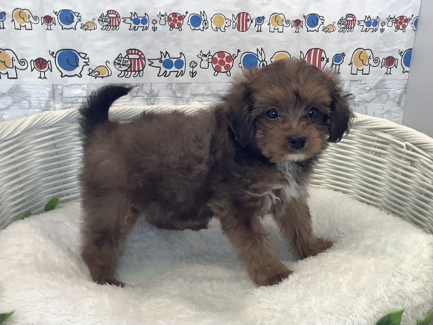 広島県のハーフ (マルエスペット広島段原ショッピングセンター店/2025年10月13日生まれ/女の子/レッド)の子犬の2枚目の画像