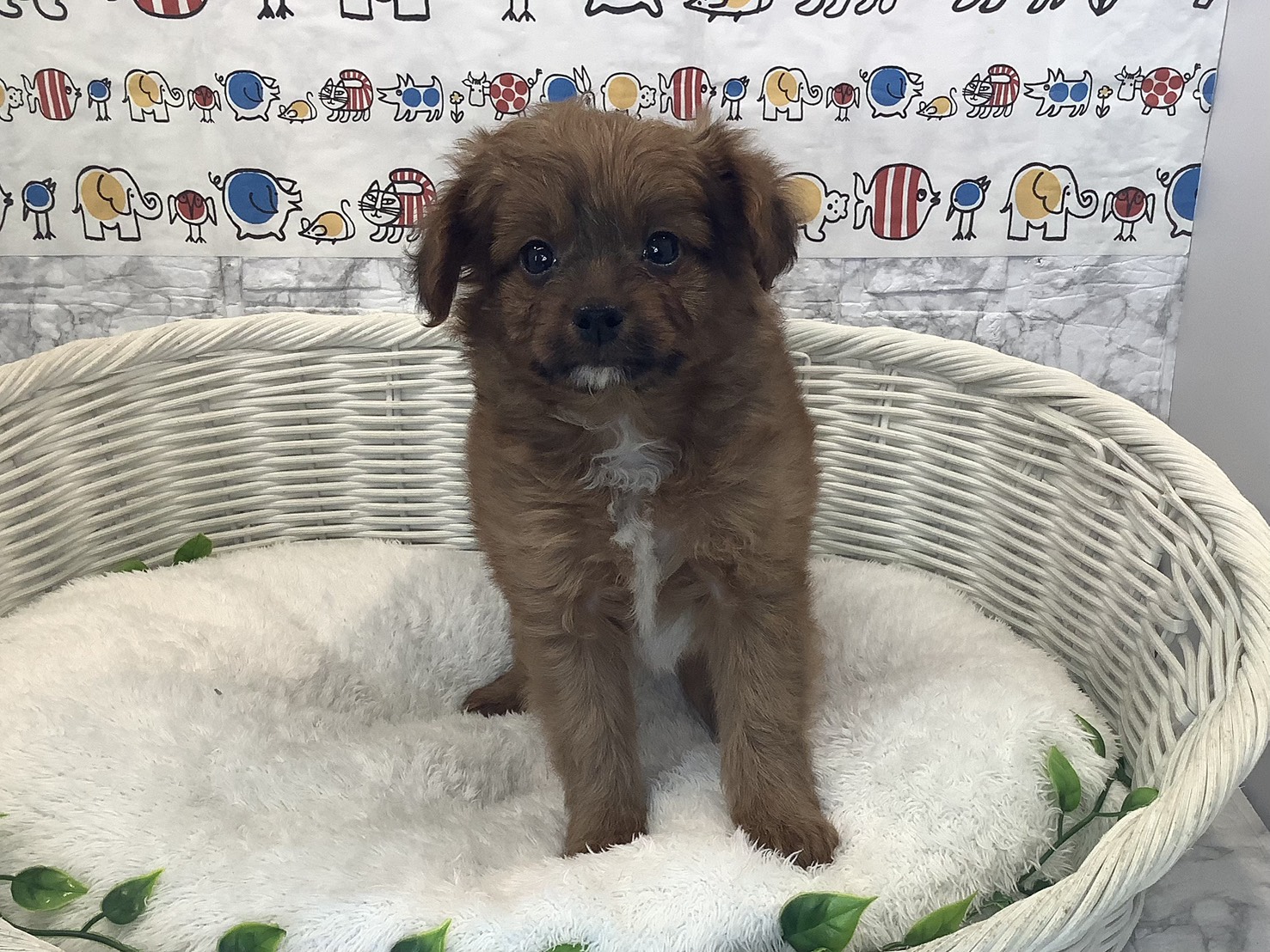 静岡県のハーフ (マルエスペット清水駒越店/2025年10月13日生まれ/男の子/レッド)の子犬の1枚目の画像