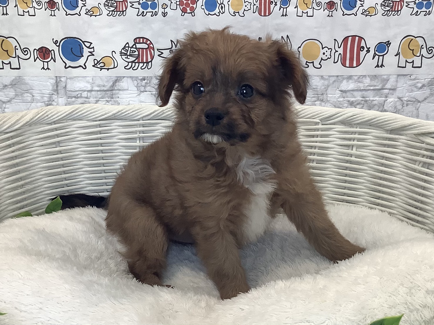 静岡県のハーフ (マルエスペット清水駒越店/2025年10月13日生まれ/男の子/レッド)の子犬の2枚目の画像