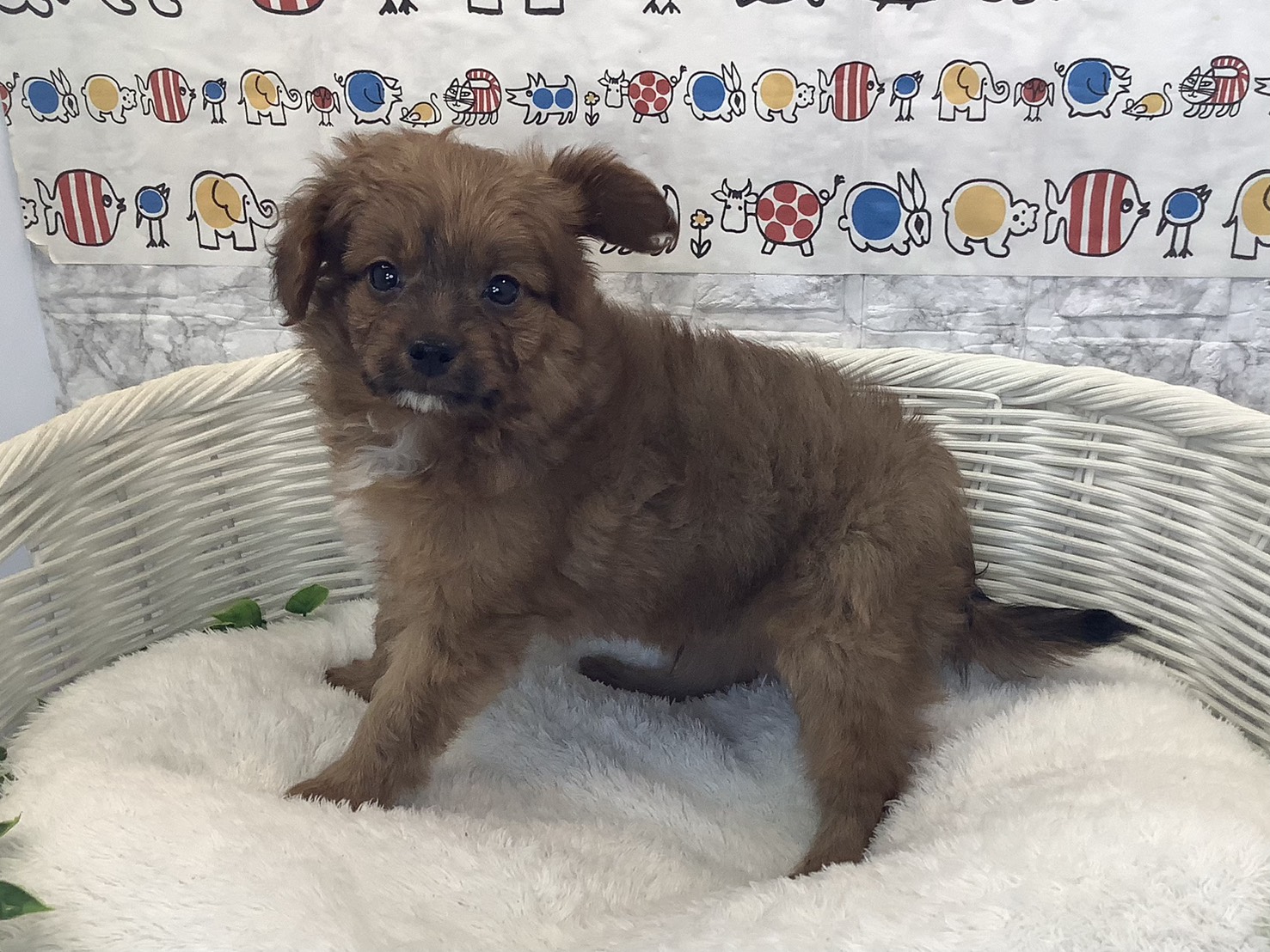 静岡県のハーフ (マルエスペット清水駒越店/2025年10月13日生まれ/男の子/レッド)の子犬の3枚目の画像