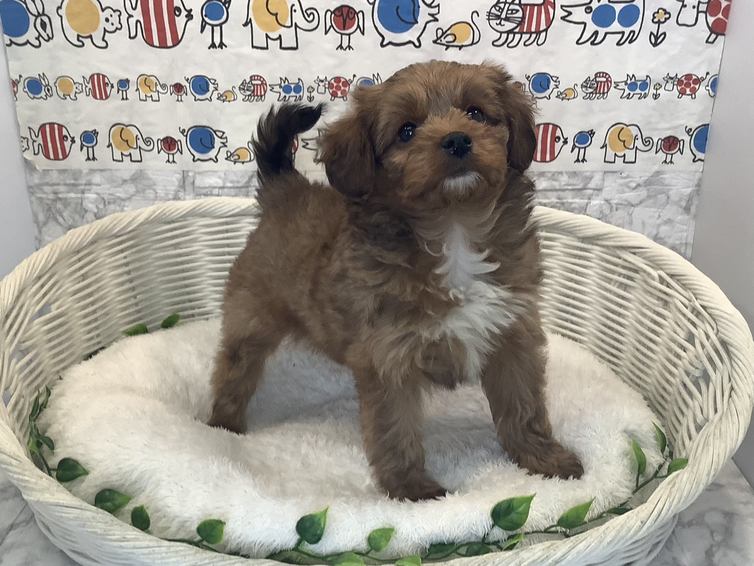 奈良県のハーフ (マルエスペット いかるが店/2025年10月13日生まれ/男の子/レッド)の子犬の2枚目の画像