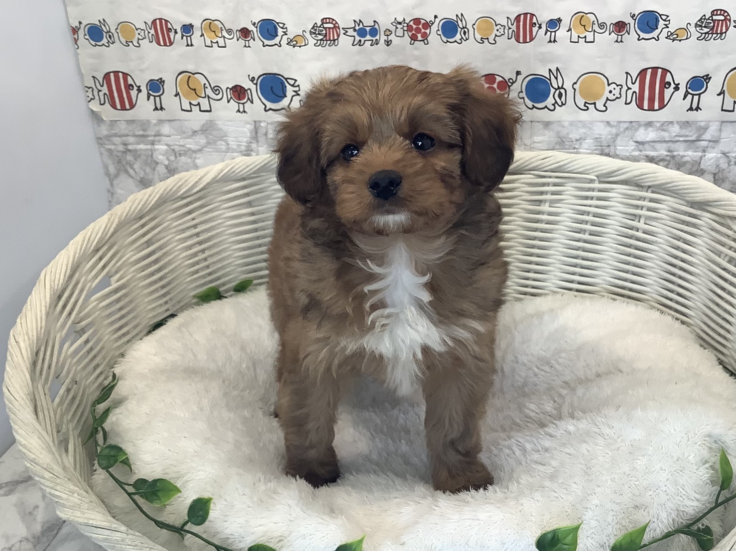 奈良県のハーフ (マルエスペット いかるが店/2025年10月13日生まれ/男の子/レッド)の子犬の1枚目の画像