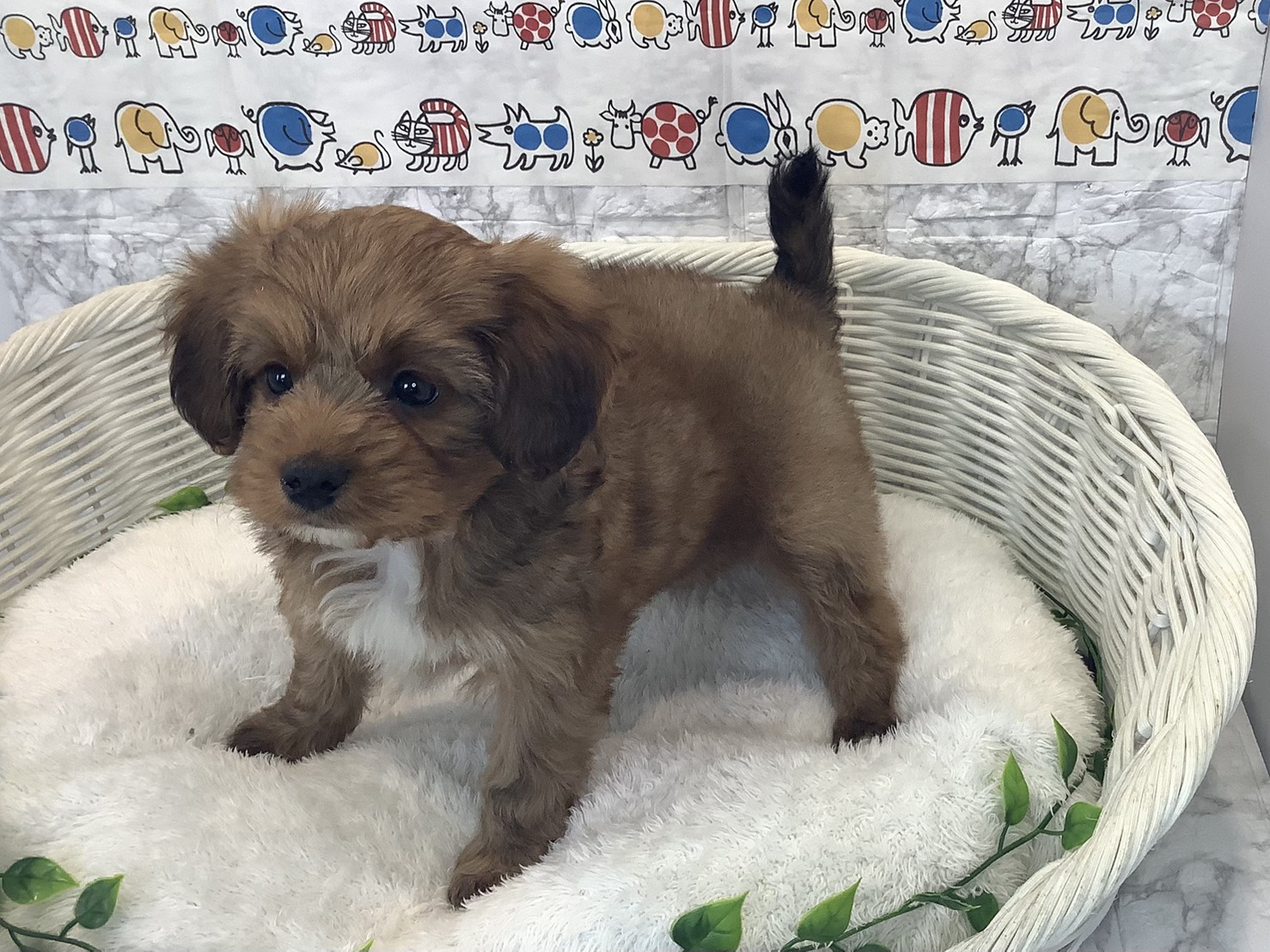 奈良県のハーフ (マルエスペット いかるが店/2025年10月13日生まれ/男の子/レッド)の子犬の3枚目の画像