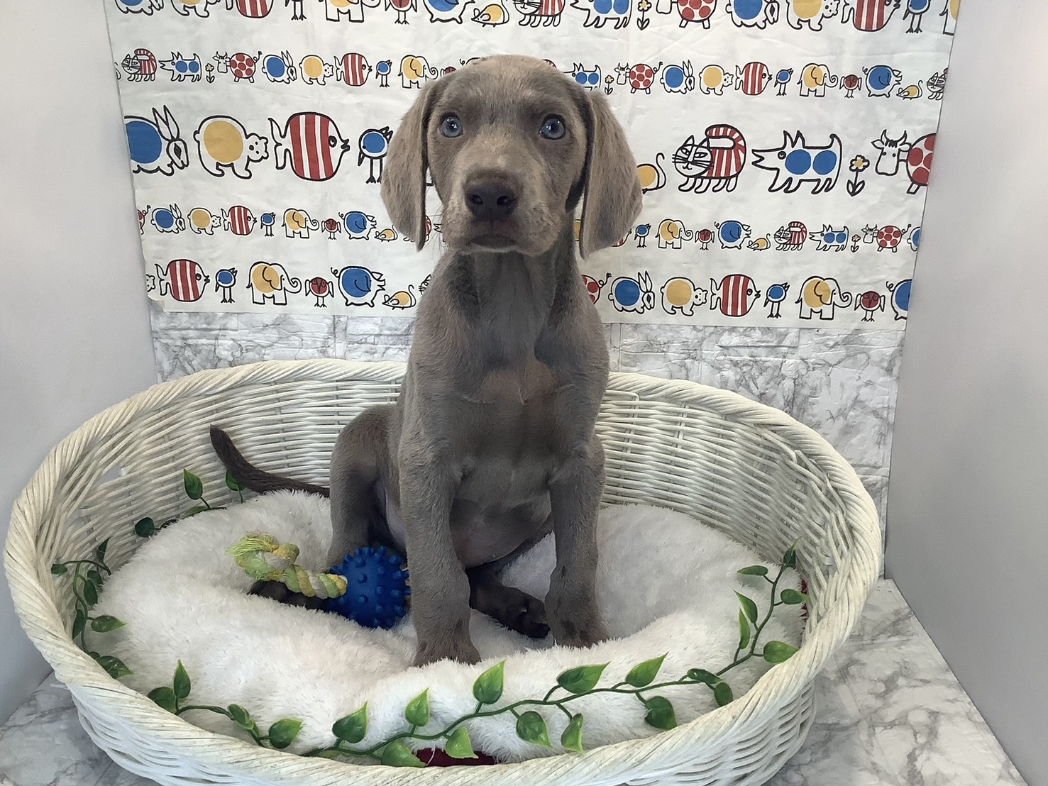 奈良県のワイマラナー (マルエスペット ヒルステップ生駒店/2025年10月11日生まれ/男の子/グレー)の子犬の1枚目の画像