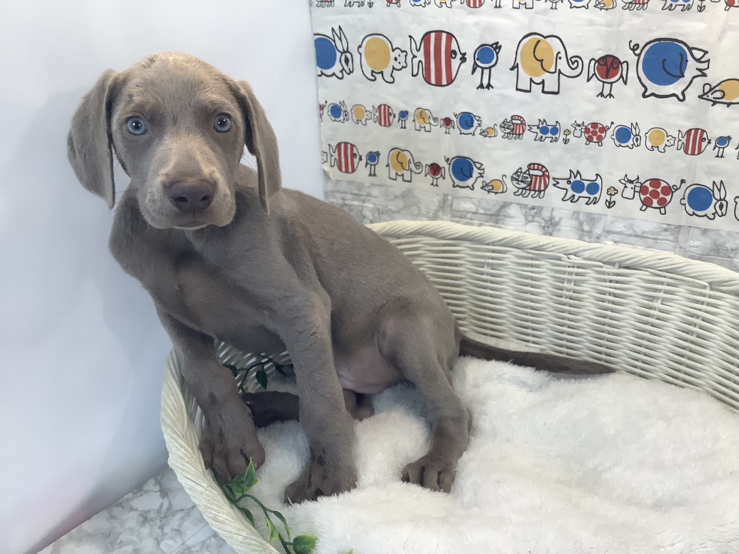 奈良県のワイマラナー (マルエスペット ヒルステップ生駒店/2025年10月11日生まれ/男の子/グレー)の子犬の3枚目の画像