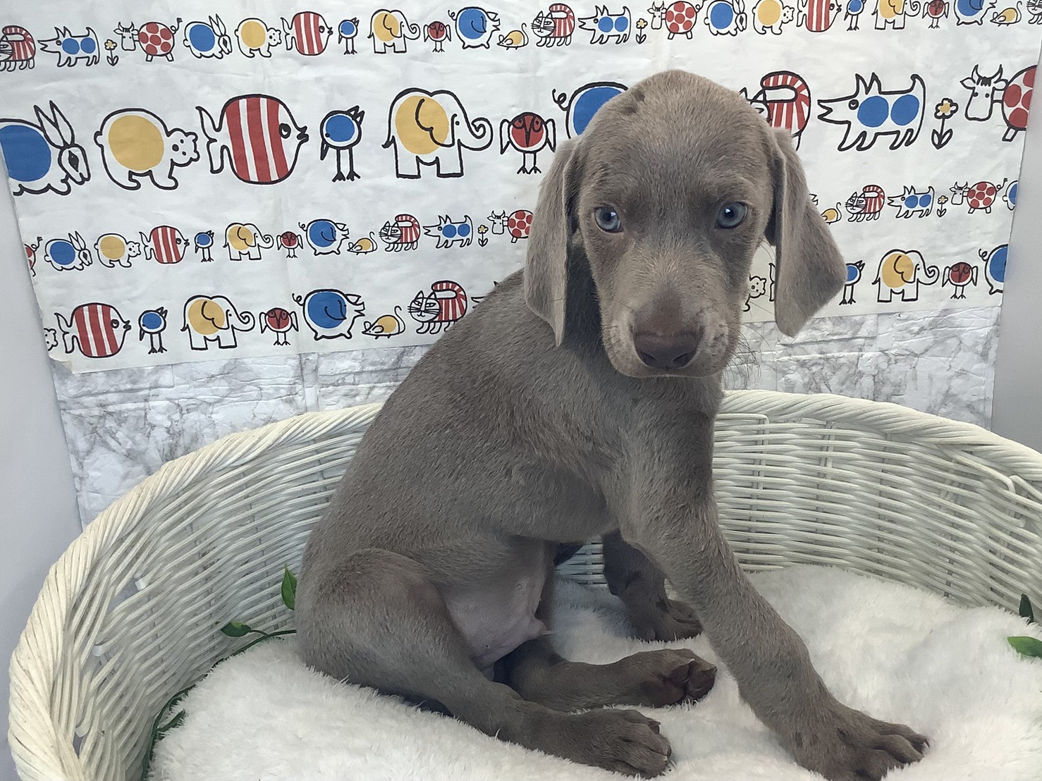 奈良県のワイマラナー (マルエスペット ヒルステップ生駒店/2025年10月11日生まれ/男の子/グレー)の子犬の2枚目の画像