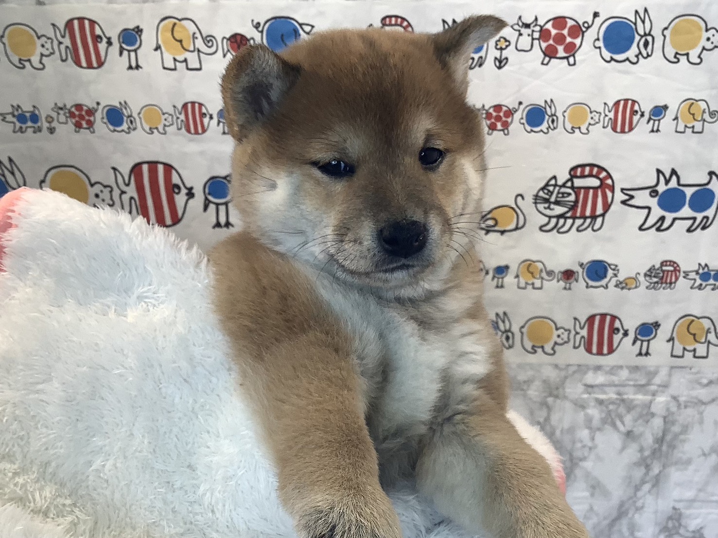 静岡県の豆柴 (マルエスペット富士見台店/2025年10月13日生まれ/女の子/赤)の子犬の2枚目の画像