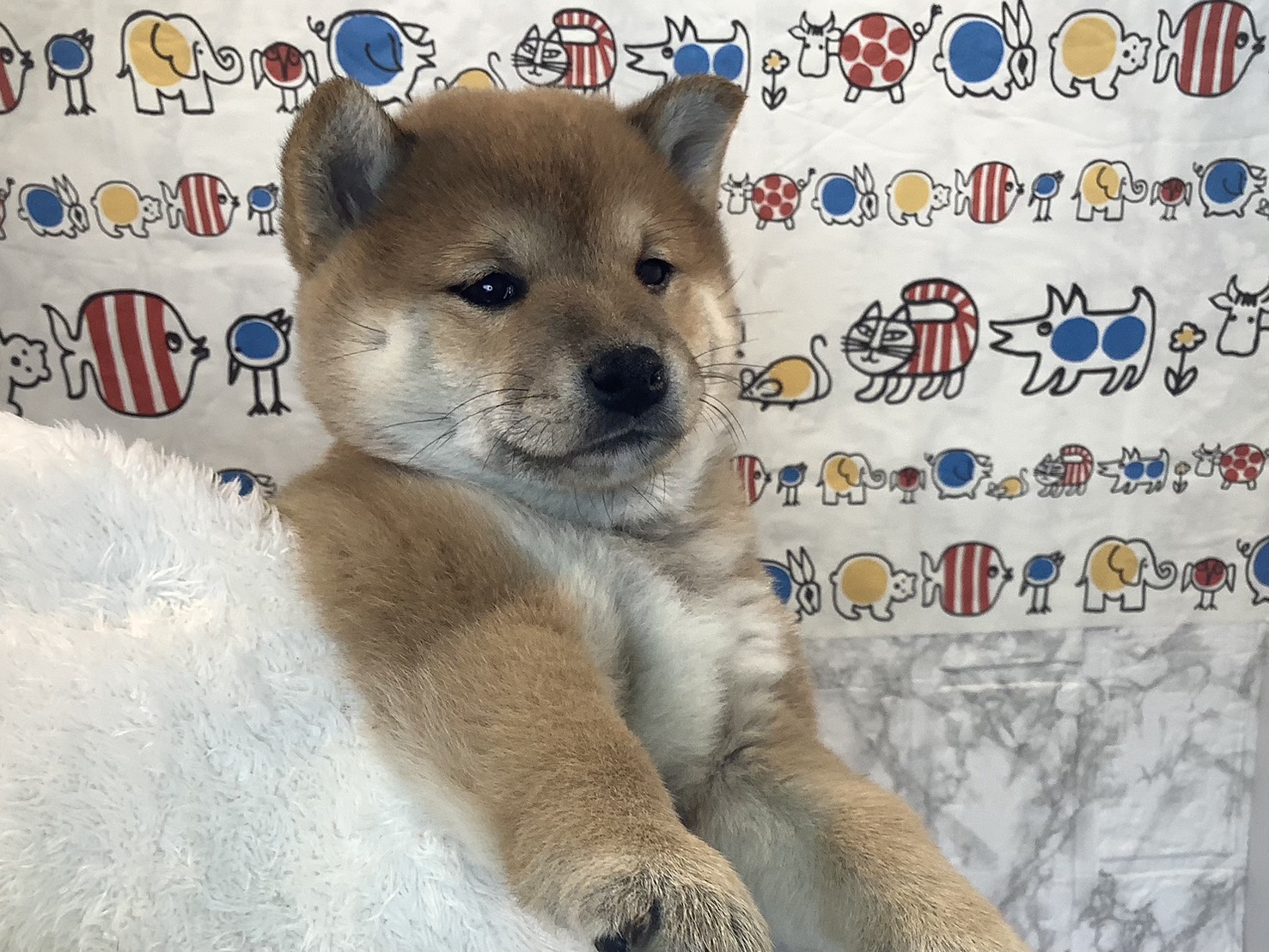 静岡県の豆柴 (マルエスペット富士見台店/2025年10月13日生まれ/女の子/赤)の子犬の3枚目の画像