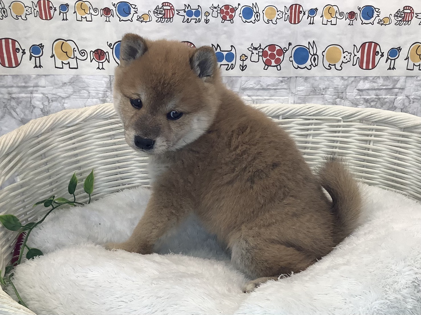 広島県の豆柴 (マルエスペット広島段原ショッピングセンター店/2025年10月13日生まれ/男の子/赤)の子犬の2枚目の画像