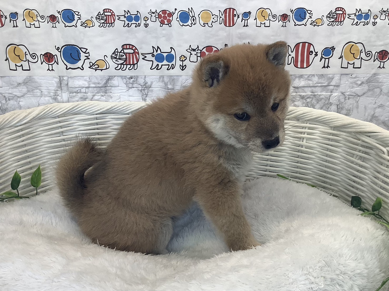 広島県の豆柴 (マルエスペット広島段原ショッピングセンター店/2025年10月13日生まれ/男の子/赤)の子犬の1枚目の画像