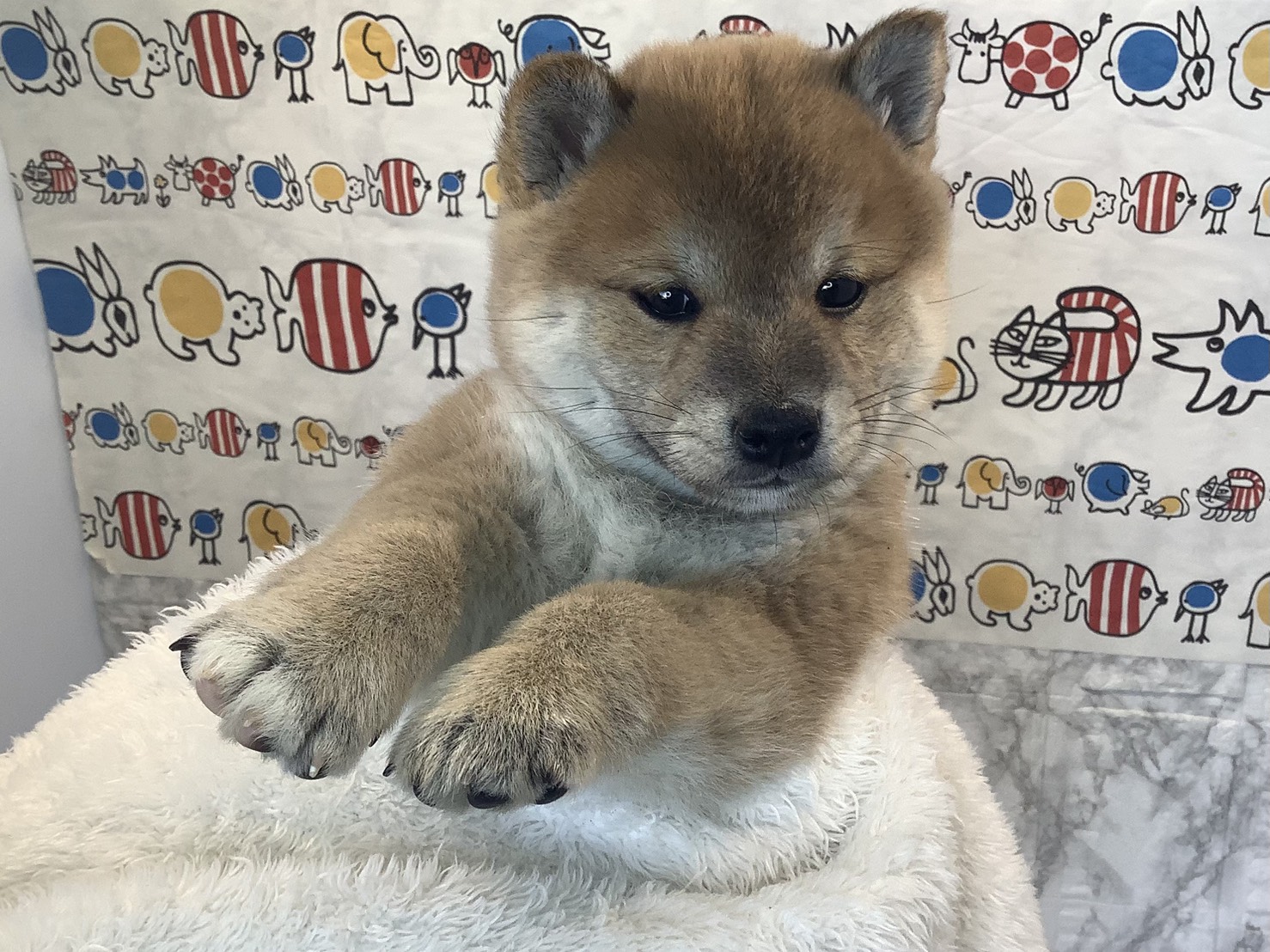 広島県の豆柴 (マルエスペット広島段原ショッピングセンター店/2025年10月13日生まれ/男の子/赤)の子犬の3枚目の画像