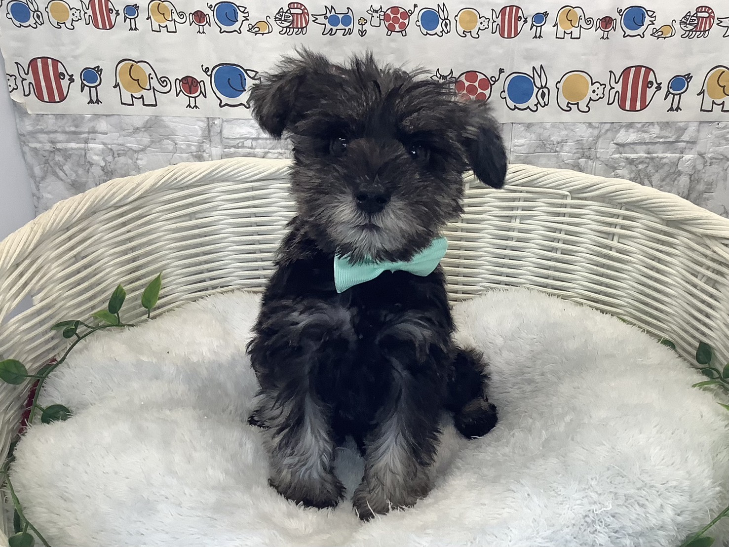 神奈川県のミニチュアシュナウザー (マルエスペット相模大野店/2025年10月12日生まれ/男の子/ソルトペッパー)の子犬の1枚目の画像