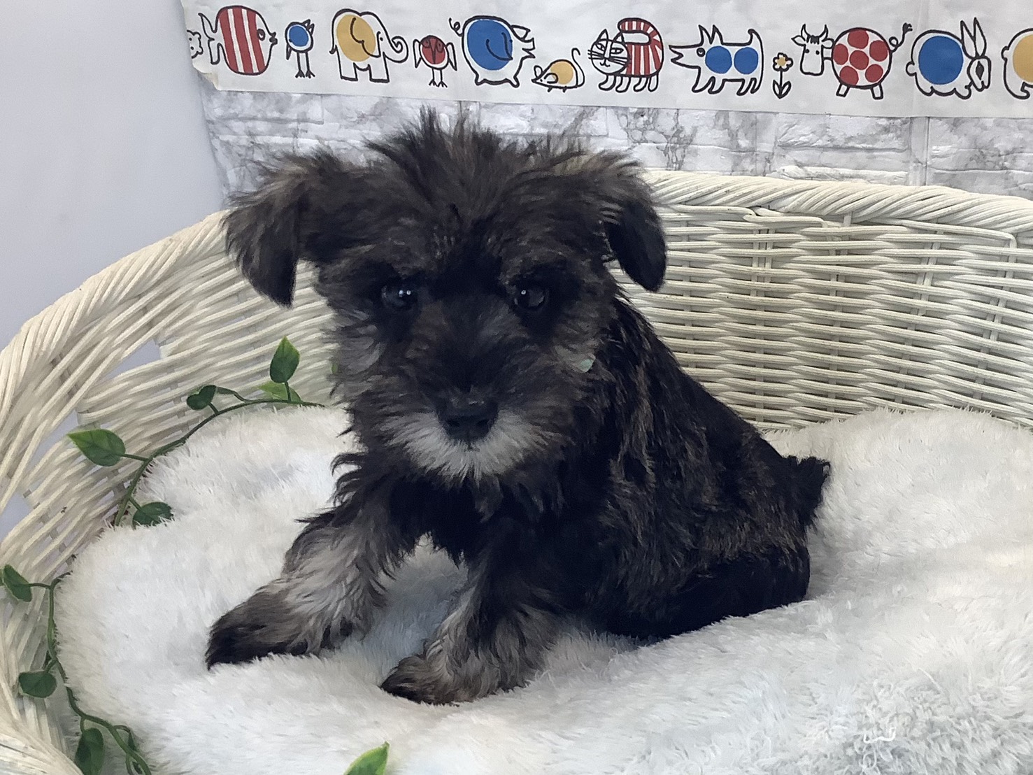 神奈川県のミニチュアシュナウザー (マルエスペット相模大野店/2025年10月12日生まれ/男の子/ソルトペッパー)の子犬の3枚目の画像