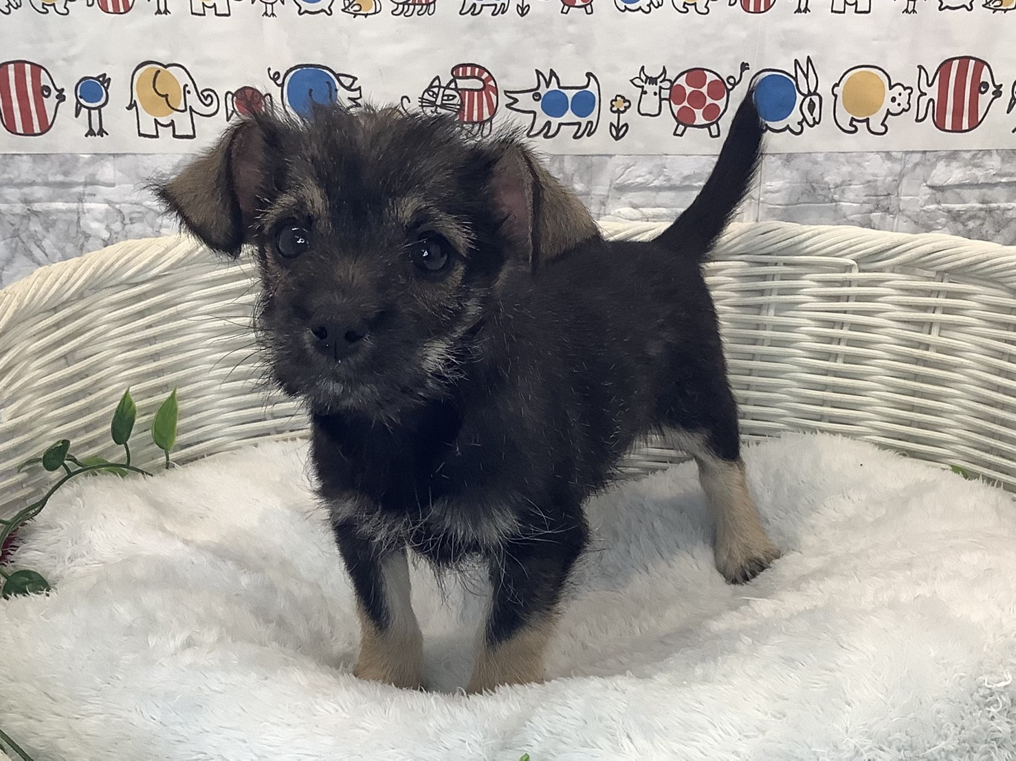 静岡県のハーフ犬・ミックス犬 (マルエスペット富士見台店/2025年10月9日生まれ/男の子/ワイルドボアー)の子犬の3枚目の画像