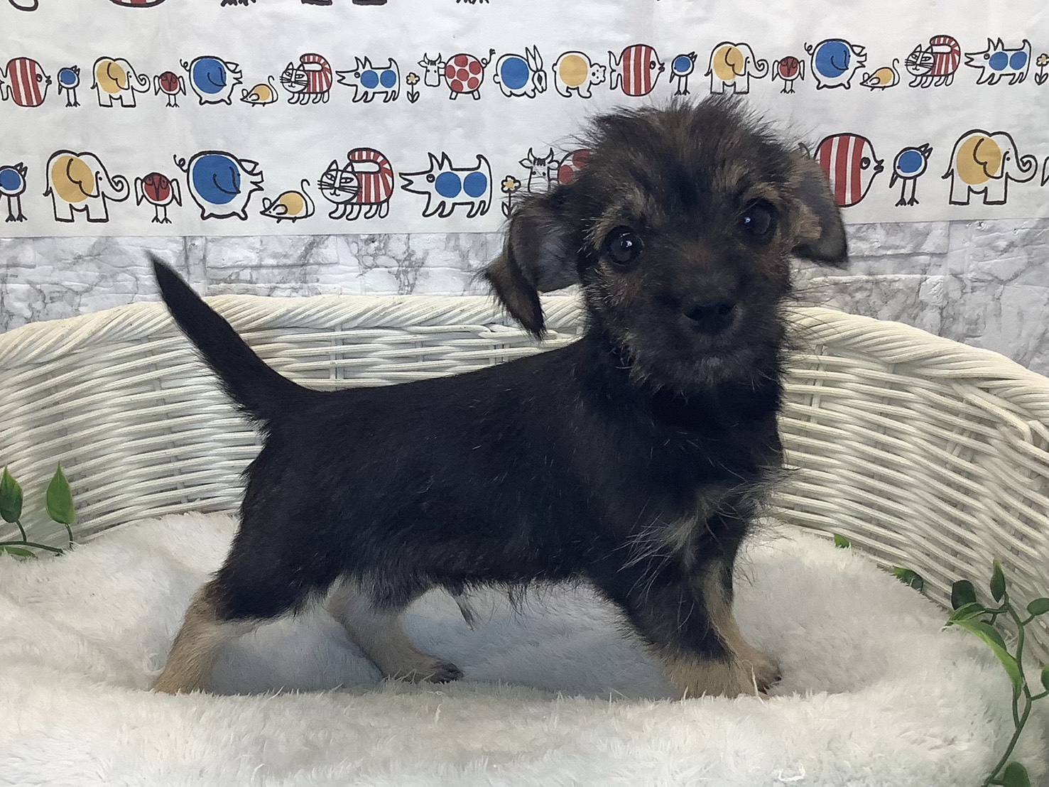 静岡県のハーフ犬・ミックス犬 (マルエスペット富士見台店/2025年10月9日生まれ/男の子/ワイルドボアー)の子犬の2枚目の画像