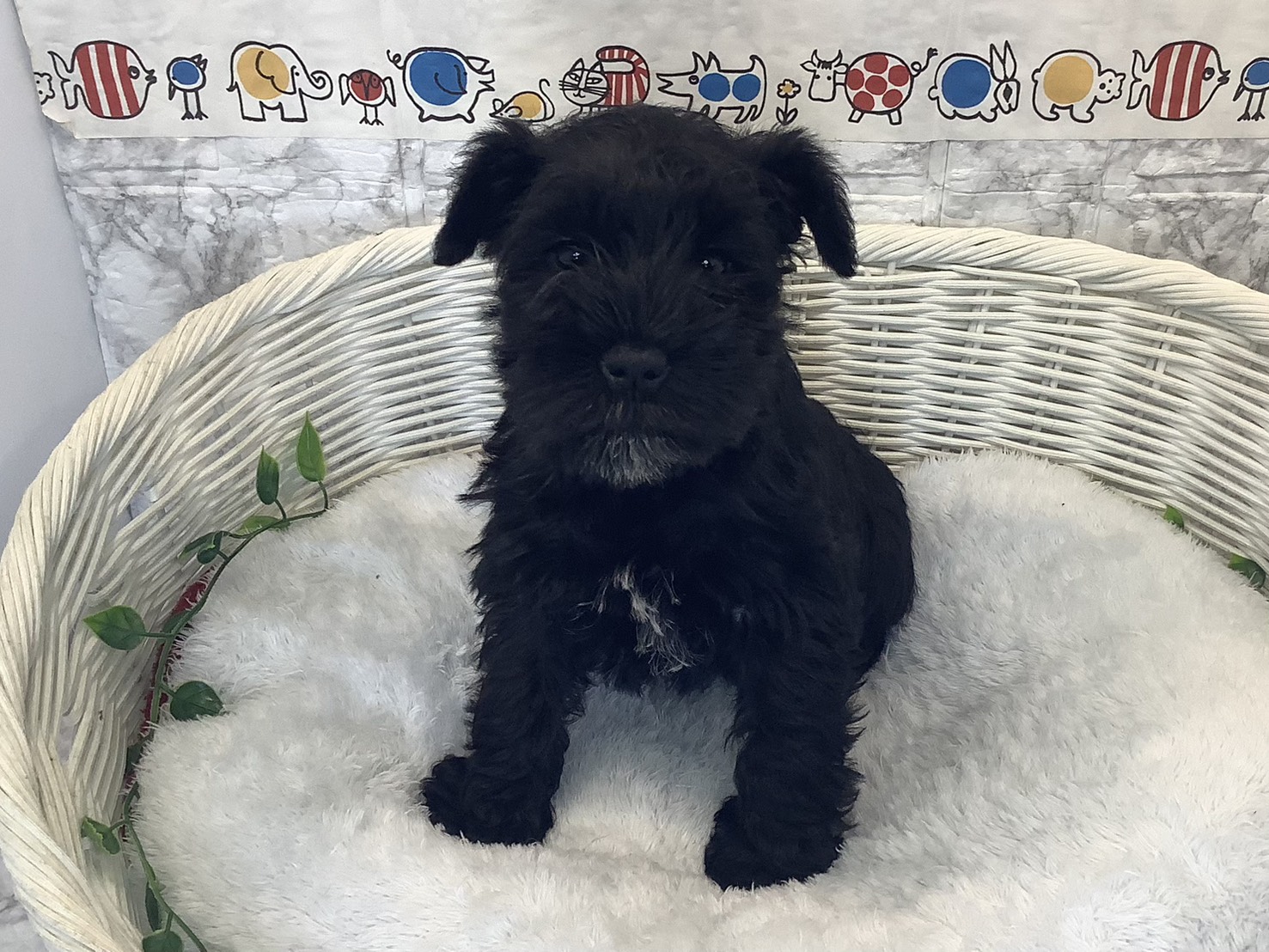 広島県のミニチュアシュナウザー (マルエスペット広島段原ショッピングセンター店/2025年10月11日生まれ/女の子/ブラック)の子犬の1枚目の画像