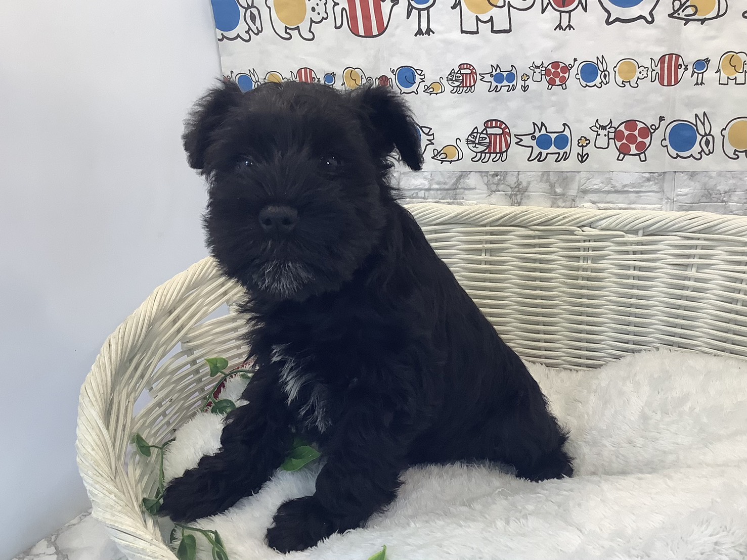 広島県のミニチュアシュナウザー (マルエスペット広島段原ショッピングセンター店/2025年10月11日生まれ/女の子/ブラック)の子犬の3枚目の画像