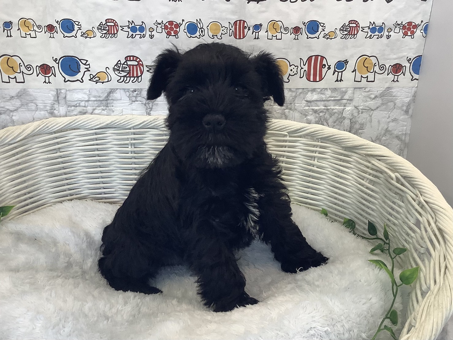 広島県のミニチュアシュナウザー (マルエスペット広島段原ショッピングセンター店/2025年10月11日生まれ/女の子/ブラック)の子犬の2枚目の画像