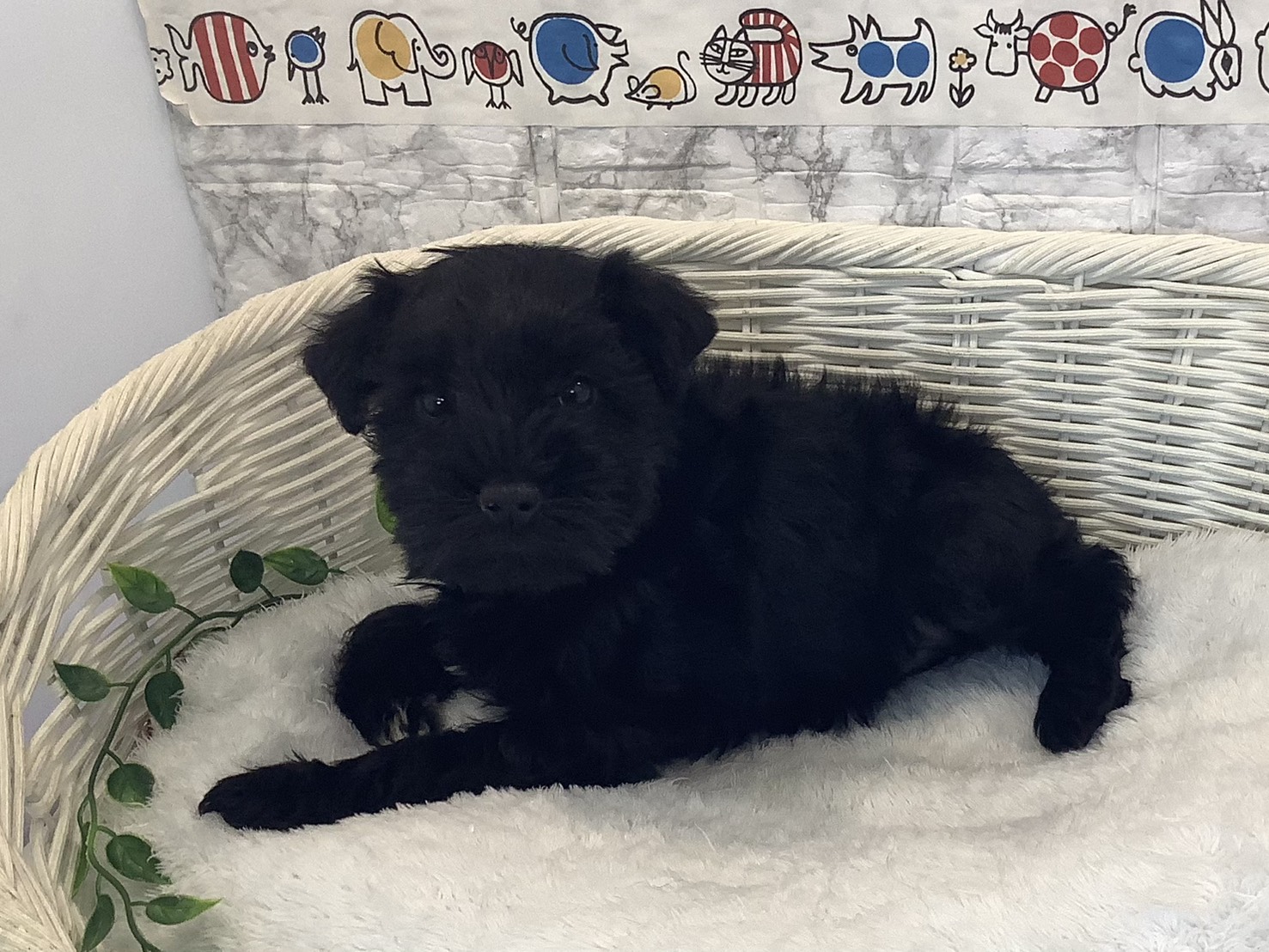 奈良県のミニチュアシュナウザー (マルエスペット はんな店/2025年10月11日生まれ/女の子/ブラック)の子犬の3枚目の画像