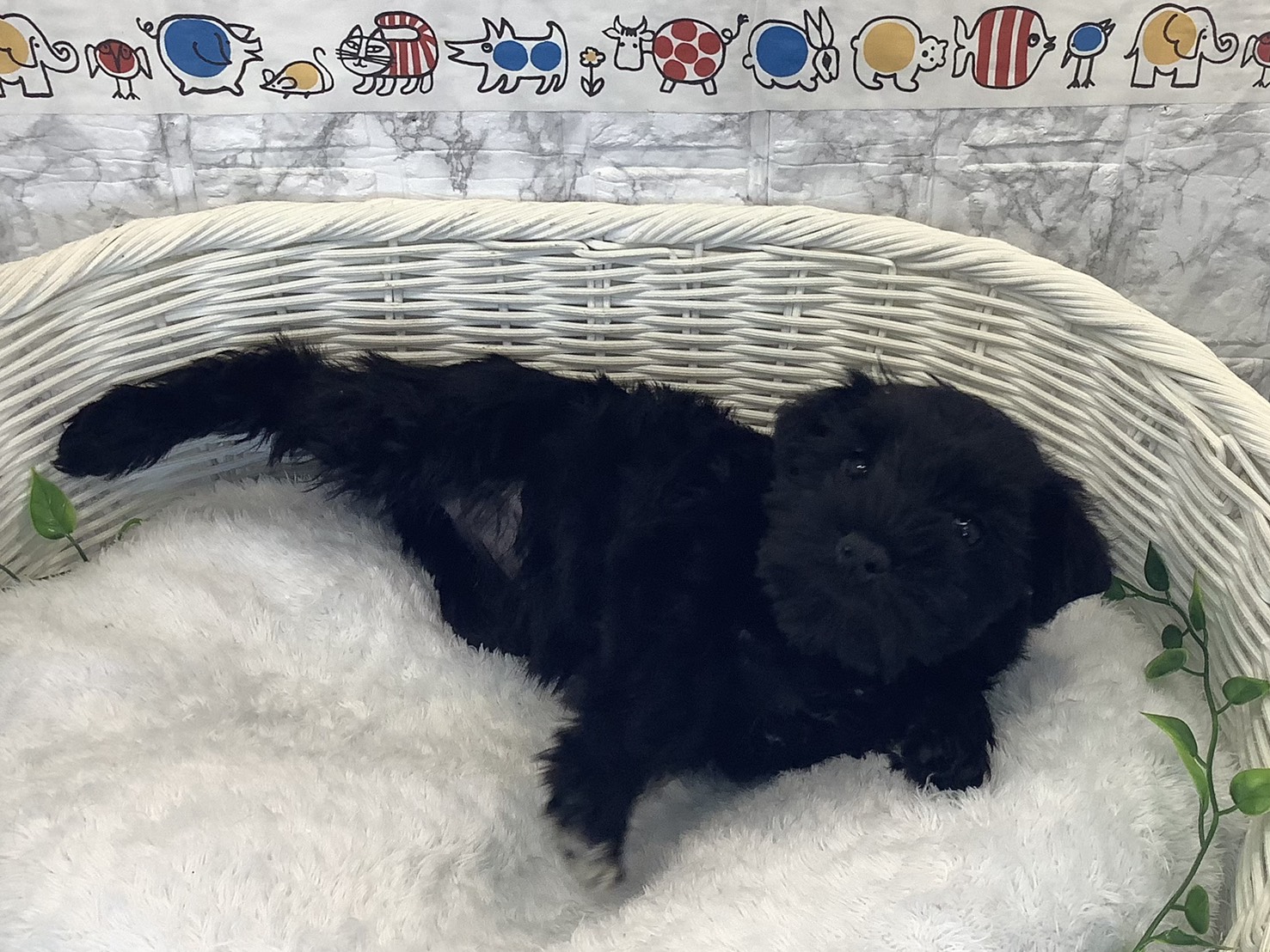 奈良県のミニチュアシュナウザー (マルエスペット はんな店/2025年10月11日生まれ/女の子/ブラック)の子犬の2枚目の画像