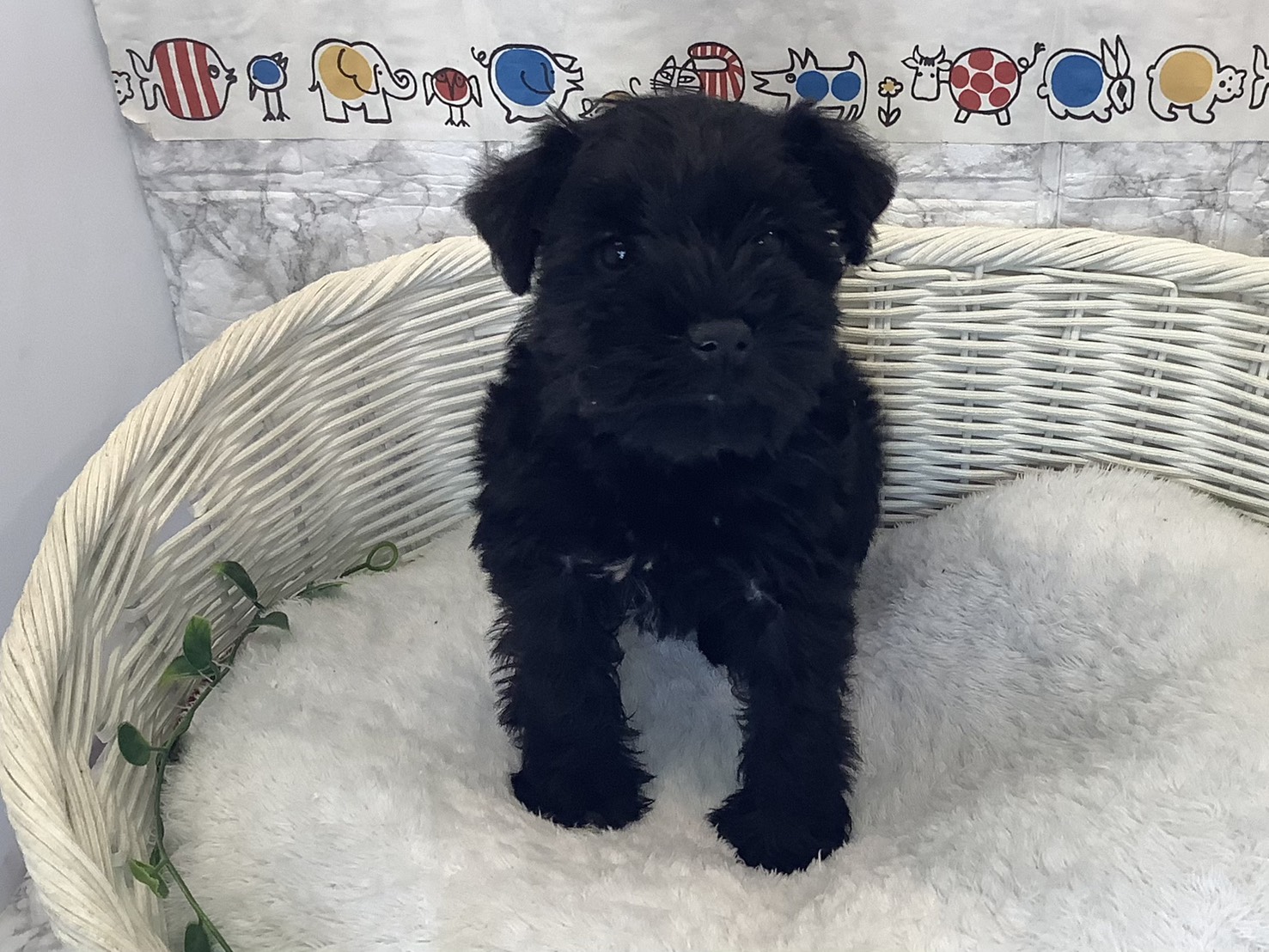 奈良県のミニチュアシュナウザー (マルエスペット はんな店/2025年10月11日生まれ/女の子/ブラック)の子犬の1枚目の画像