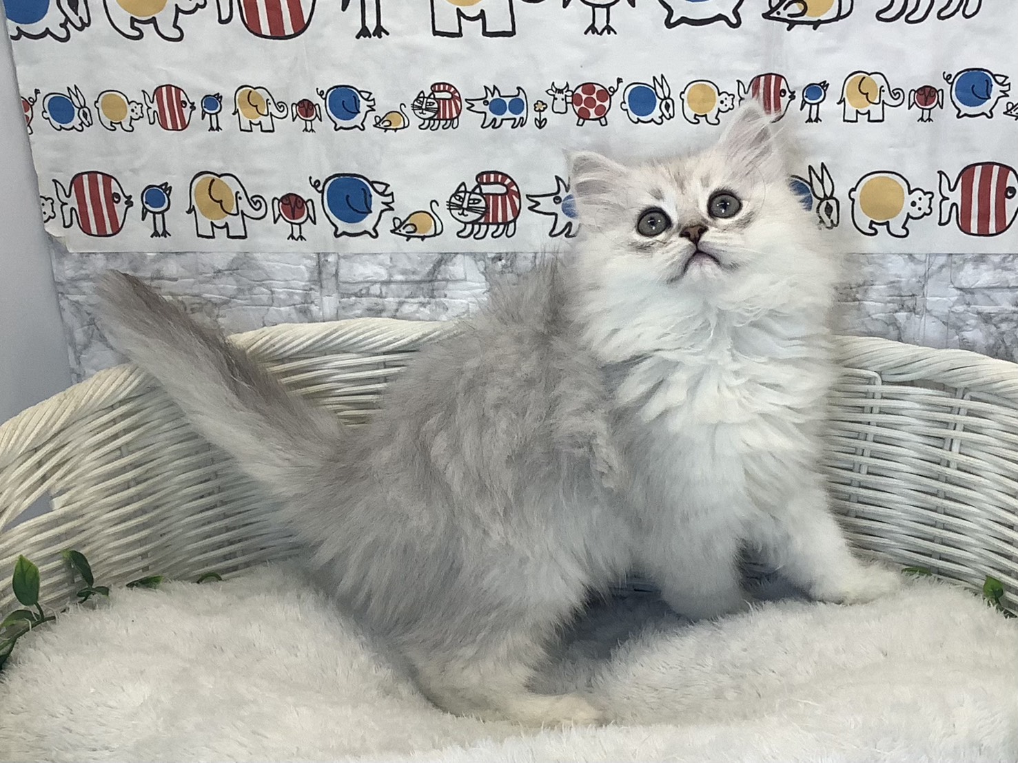 大阪府のペルシャ (丸エスペット 枚岡店/2025年10月12日生まれ/男の子/チンチラシルバー)の子猫の3枚目の画像