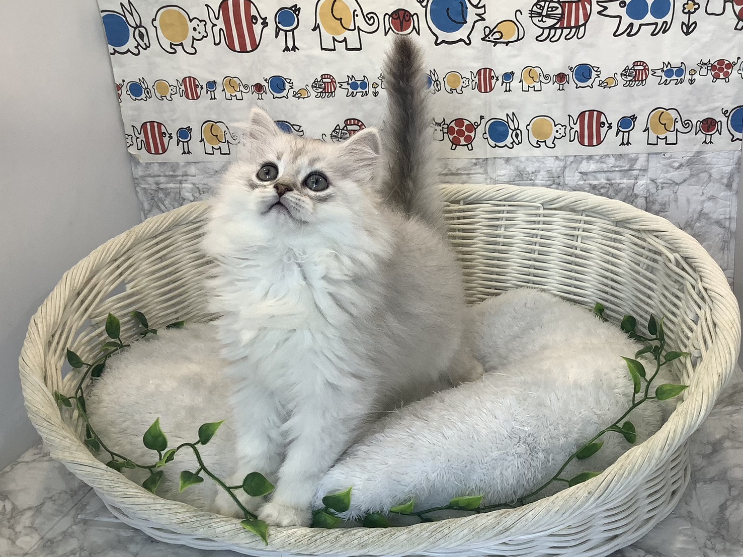 大阪府のペルシャ (丸エスペット 枚岡店/2025年10月12日生まれ/男の子/チンチラシルバー)の子猫の1枚目の画像