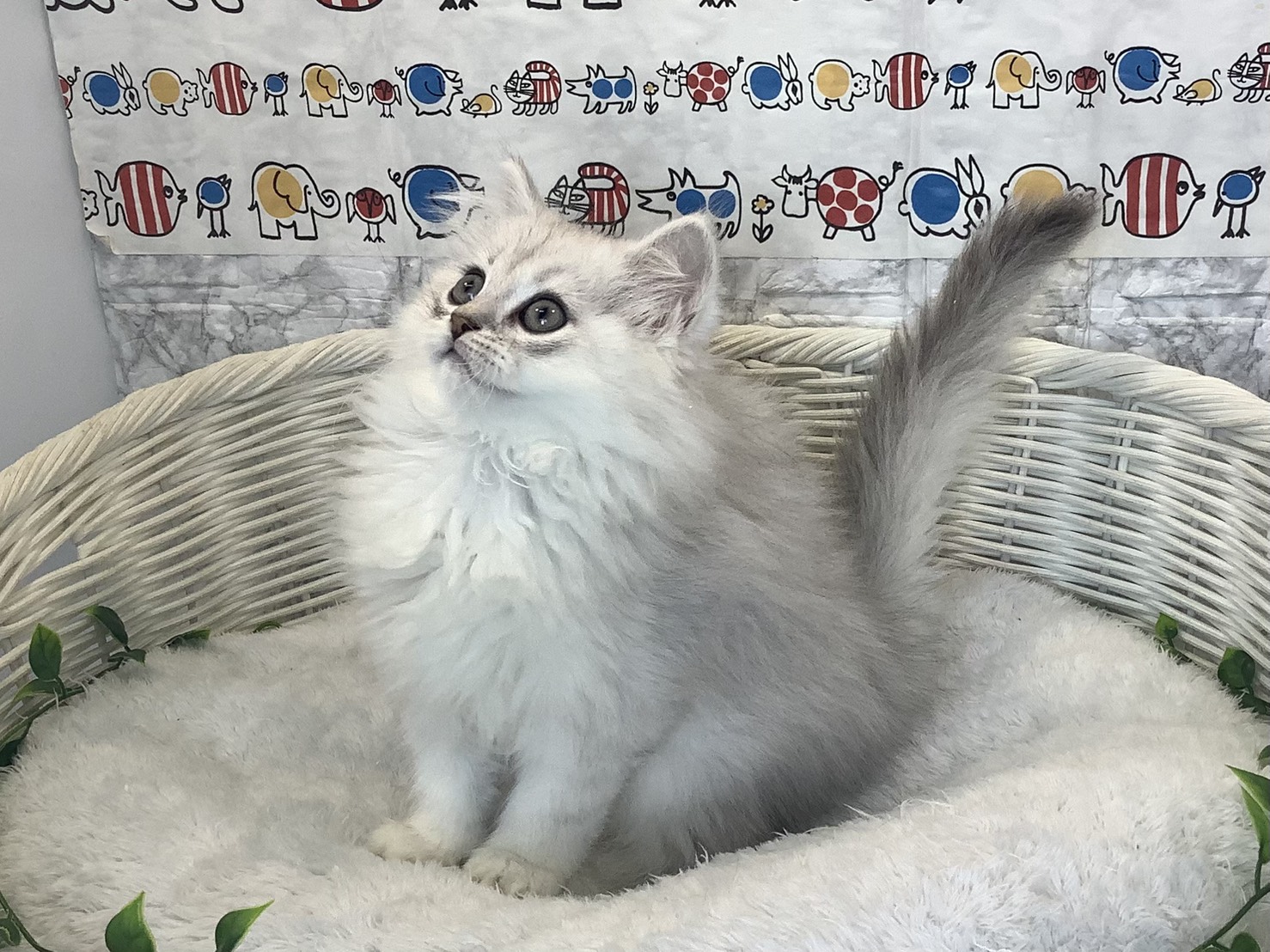 大阪府のペルシャ (丸エスペット 枚岡店/2025年10月12日生まれ/男の子/チンチラシルバー)の子猫の2枚目の画像