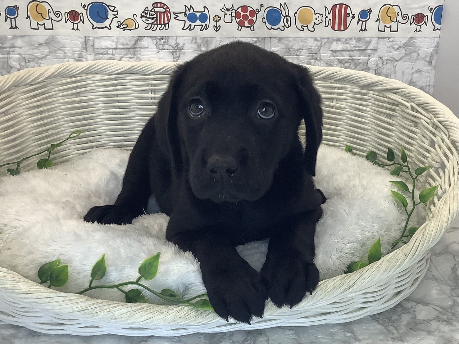 奈良県のラブラドールレトリーバー (マルエスペット 奈良店/2025年9月29日生まれ/女の子/ブラック)の子犬の1枚目の画像